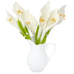 Cala Lily